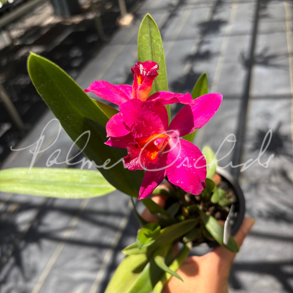 Rlc. Paradise Rose 'My Valentine' — Palmer Orchids